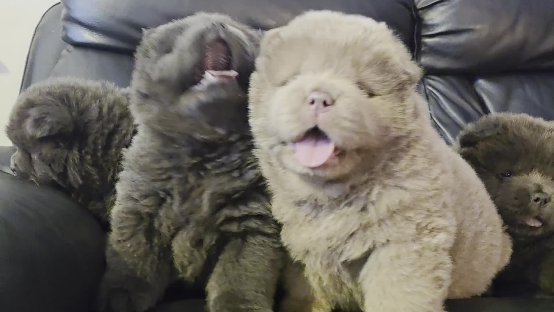Chow Chow dogs for sale: 💫Stunning Chows Available 🥰❤️ - Video 1