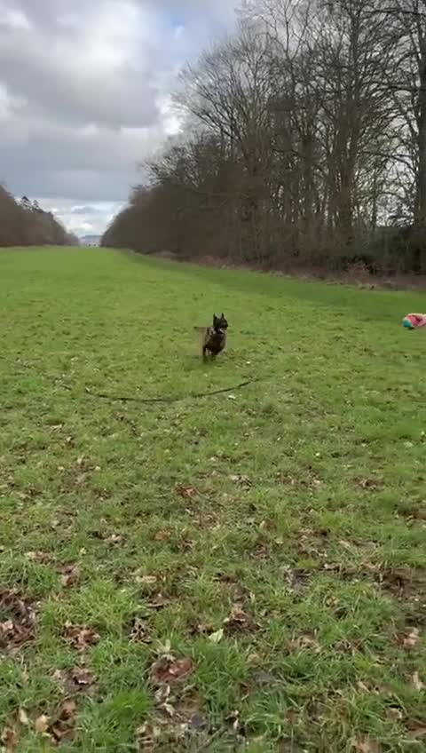 Belgian Shepherd Dog dogs for sale: Belgian Malinois x Dutch - Female 4 Yrs - Video 3