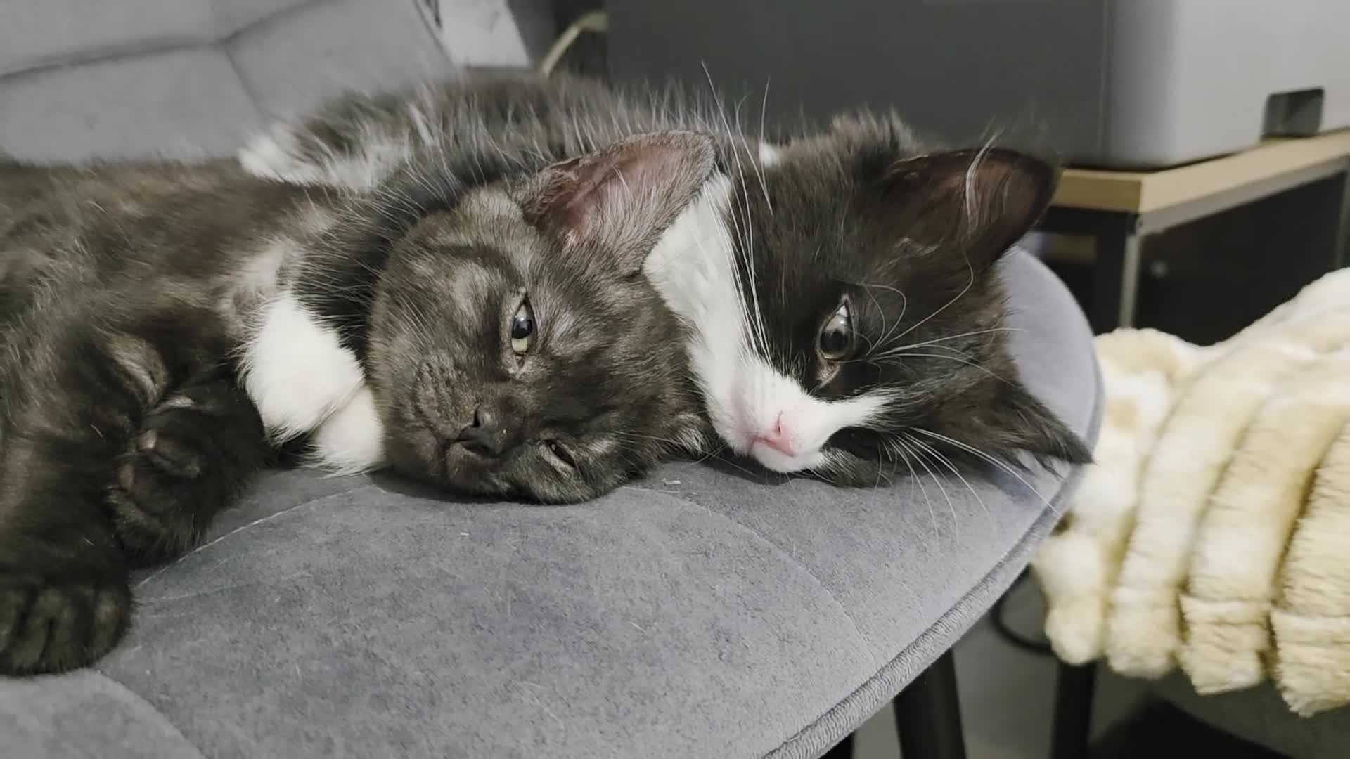 Mixed Breed cats for sale: Bonded sisters looking for forever home - Video 3