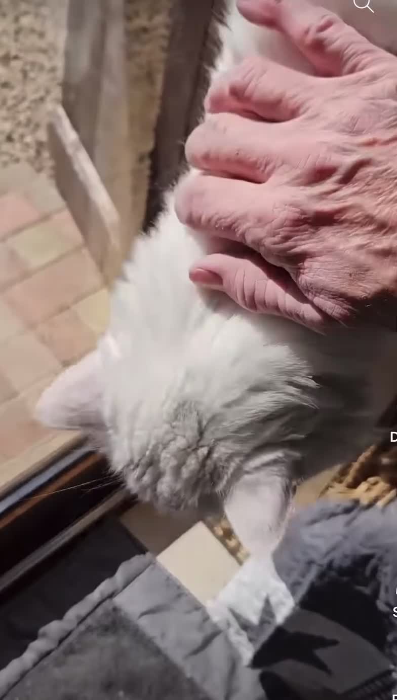 Mixed Breed cats for sale: Darling Dove  - Video 2
