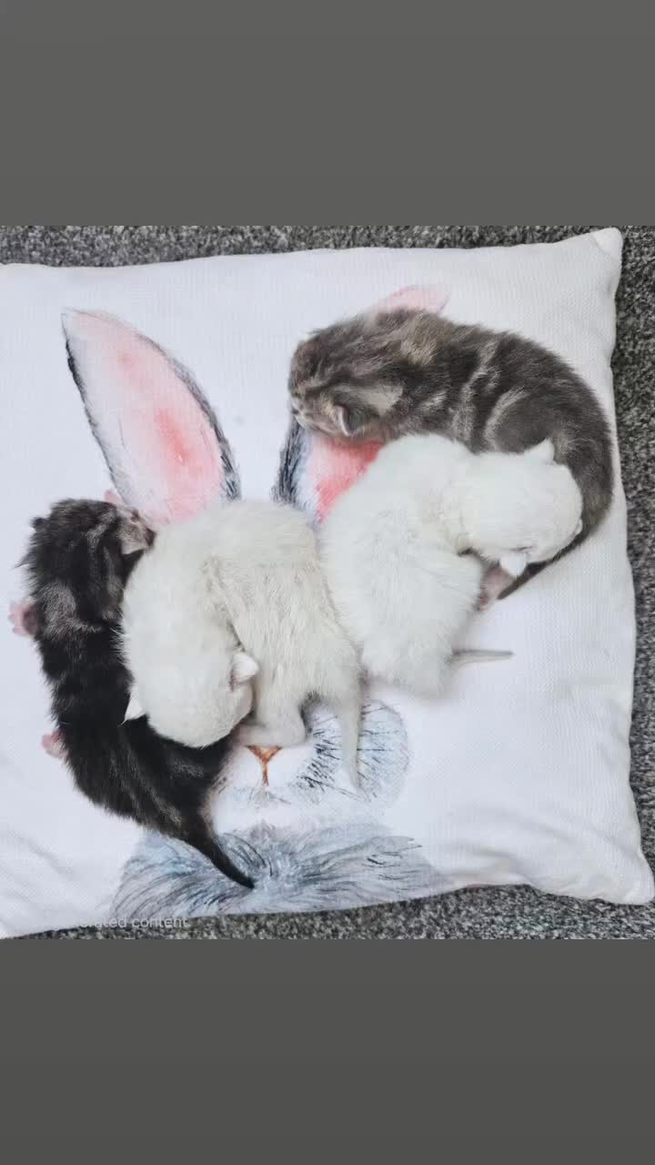 Ragdoll cats for sale: 4 sweet scottish dolls - Video 1
