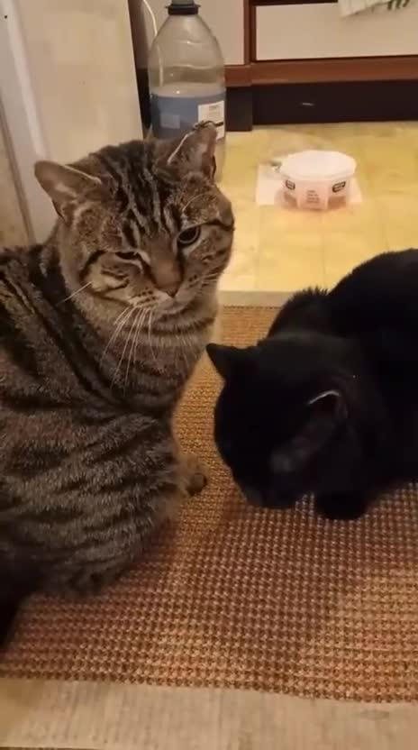 Mixed Breed cats for adoption: Bonded pair Hector & Hercules - Video 5