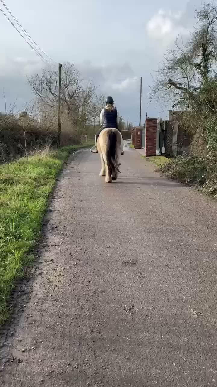 Irish Cob horses for sale: Stunning mare cob  in Canvey Island - Video 3