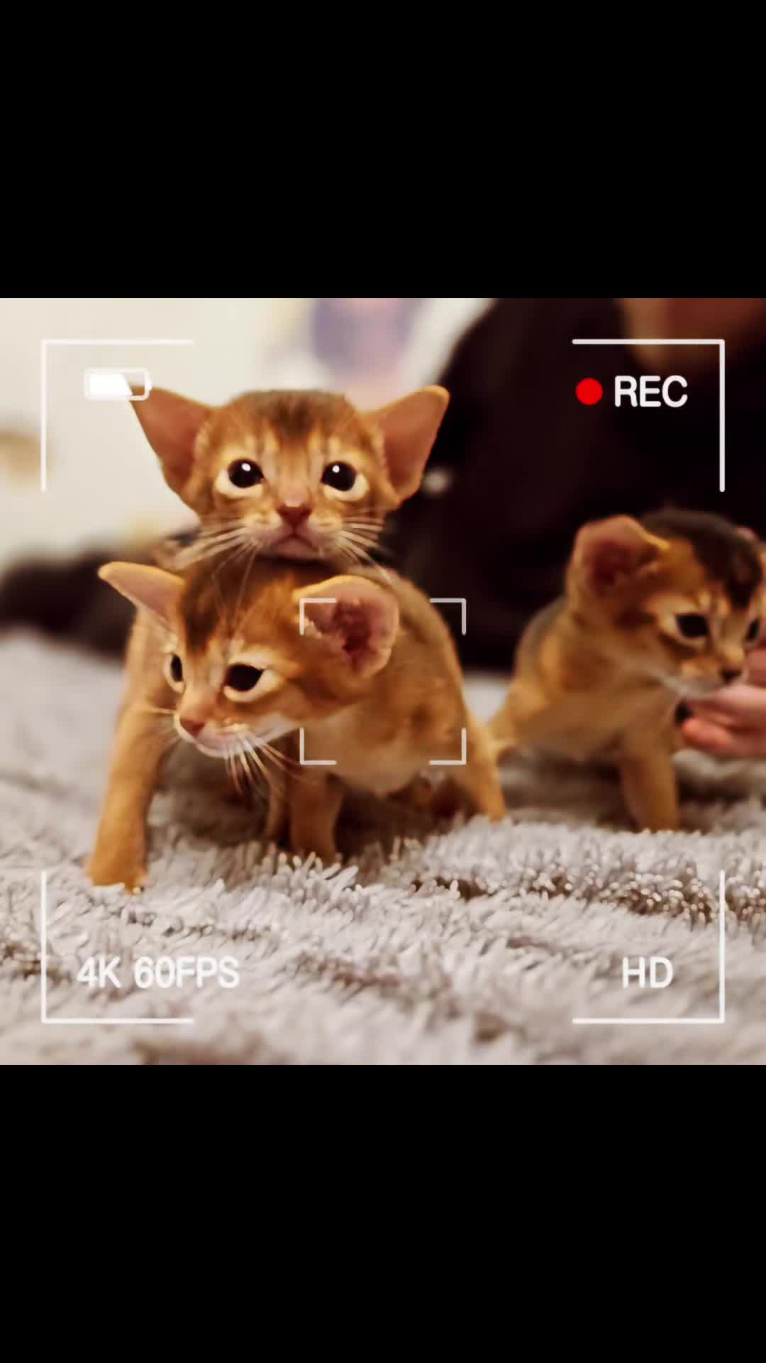 Abyssinian cats for sale: Ready to go Just left 1 girl Show Quality kitten in Southampton - Video 1