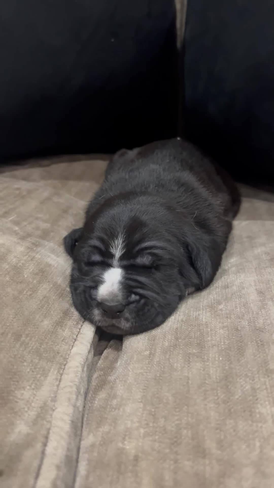 Cane Corso dogs for sale: Cane Corso Puppies – Lion Crown Kennel in Croydon - Video 2