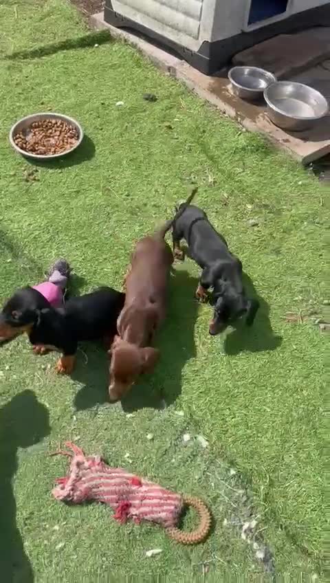 Miniature Dachshund dogs for sale: Mini dachshunds puppies fully vaccinated  - Video 1