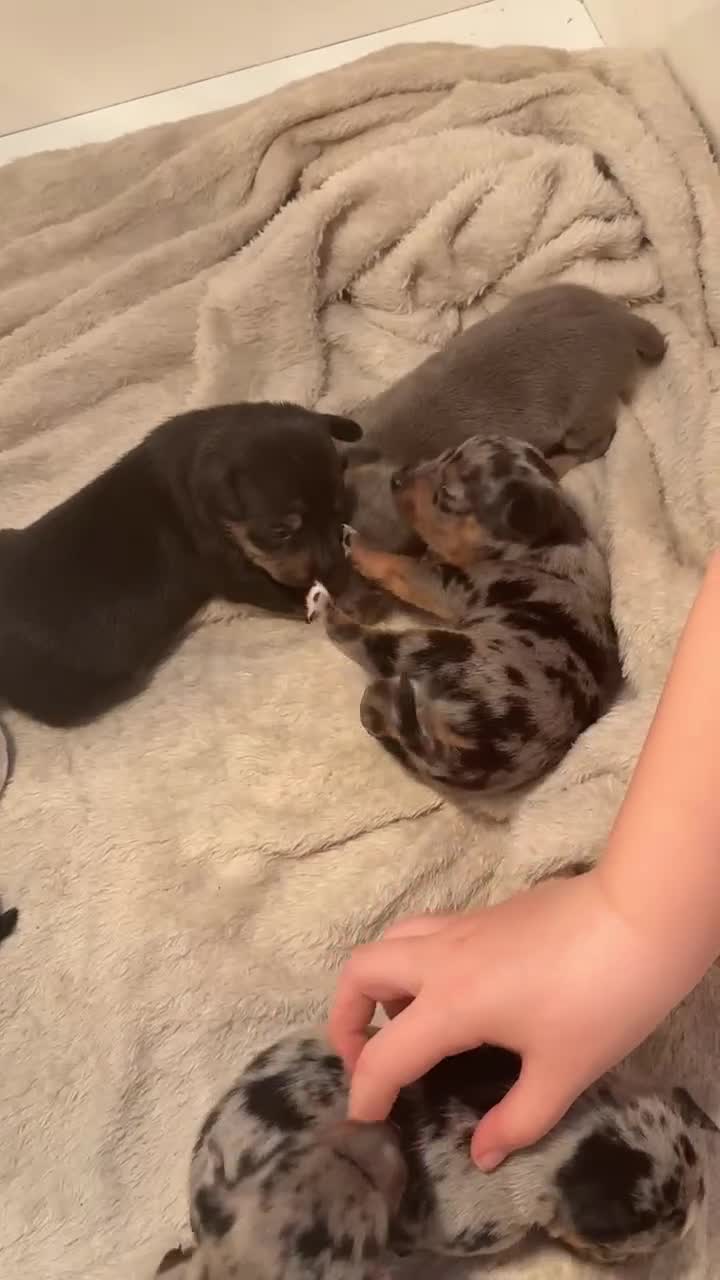 Jack Russell dogs for sale: Blue/merle Jackrussle puppies  - Video 1