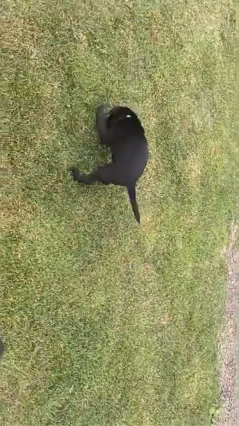 Labrador Retriever dogs for sale: Beautiful litter of labrador pups - Video 2