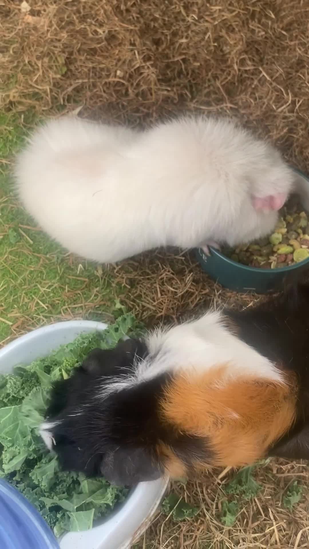 Guinea Pig rodents for sale: 3 x female Guinea pigs for sale - Video 1