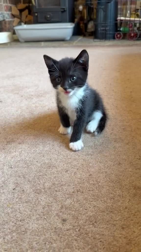 Mixed Breed cats for sale: Litter of 8 week old beautiful kittens for sale  in Sandy - Video 1