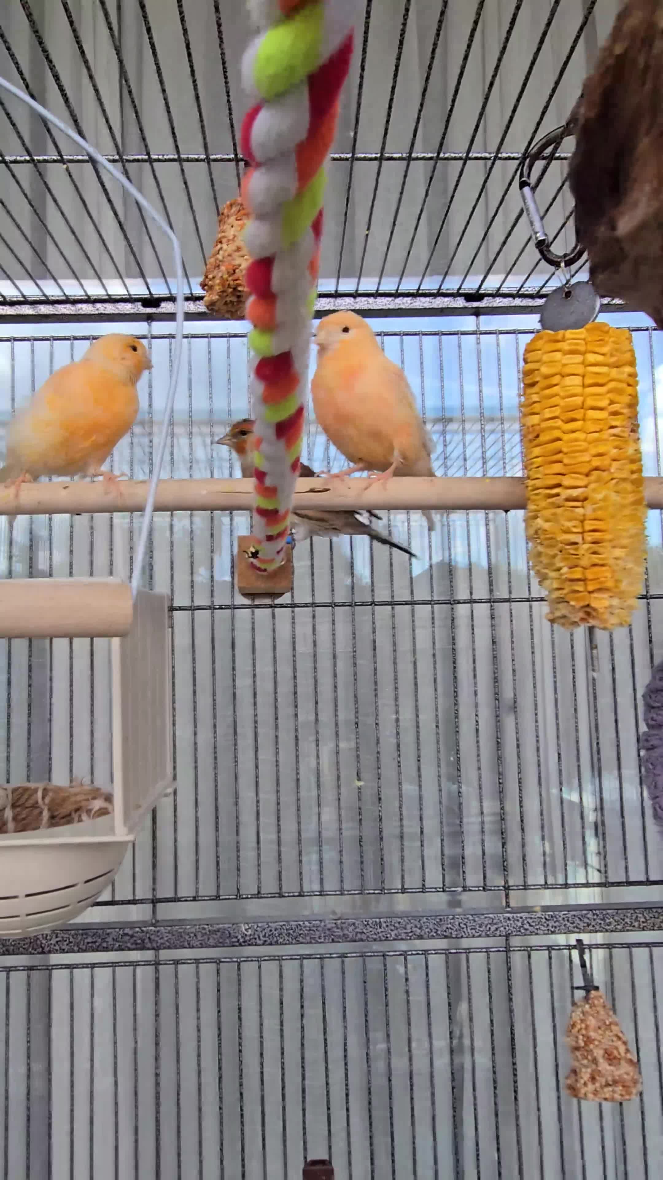 Canaries birds for sale: Canaries for sale - Video 1