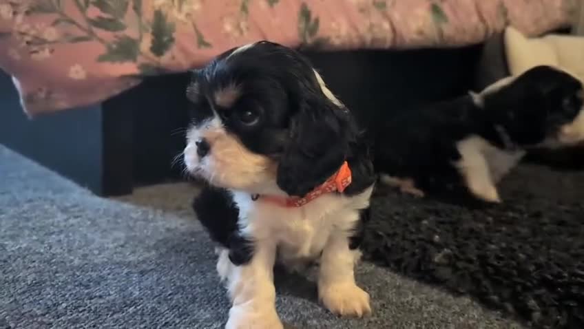Cavalier King Charles Spaniel dogs for sale: KC Health Tested Cavalier King Charles Puppy  - Video 1