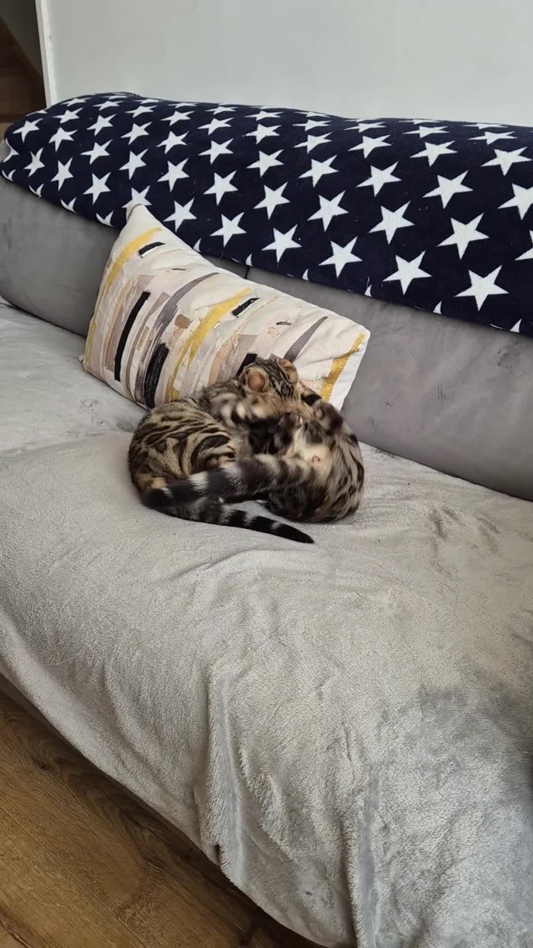 Bengal cats for sale: 2 beautiful bengal kittens - Video 1