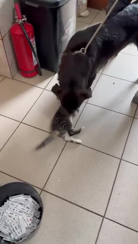 Mixed Breed dogs for adoption: 🌸Sweet and Beautiful AZALEA - Deserving Kindness - Video 3