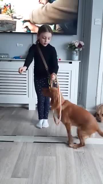 Cocker Spaniel dogs for sale: 4 year old female golden cocker spaniel  in Cambridge - Video 1