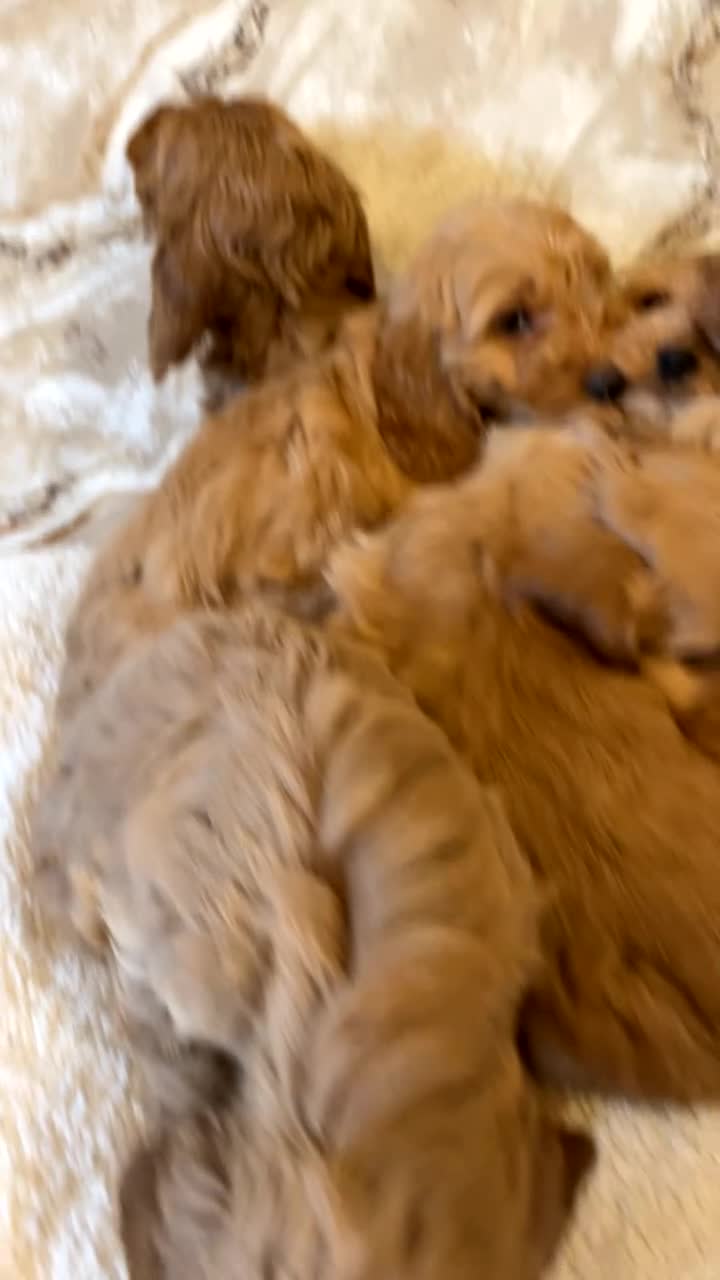 Cockapoo dogs for sale: Cockapoo puppies 🐾  - Video 1