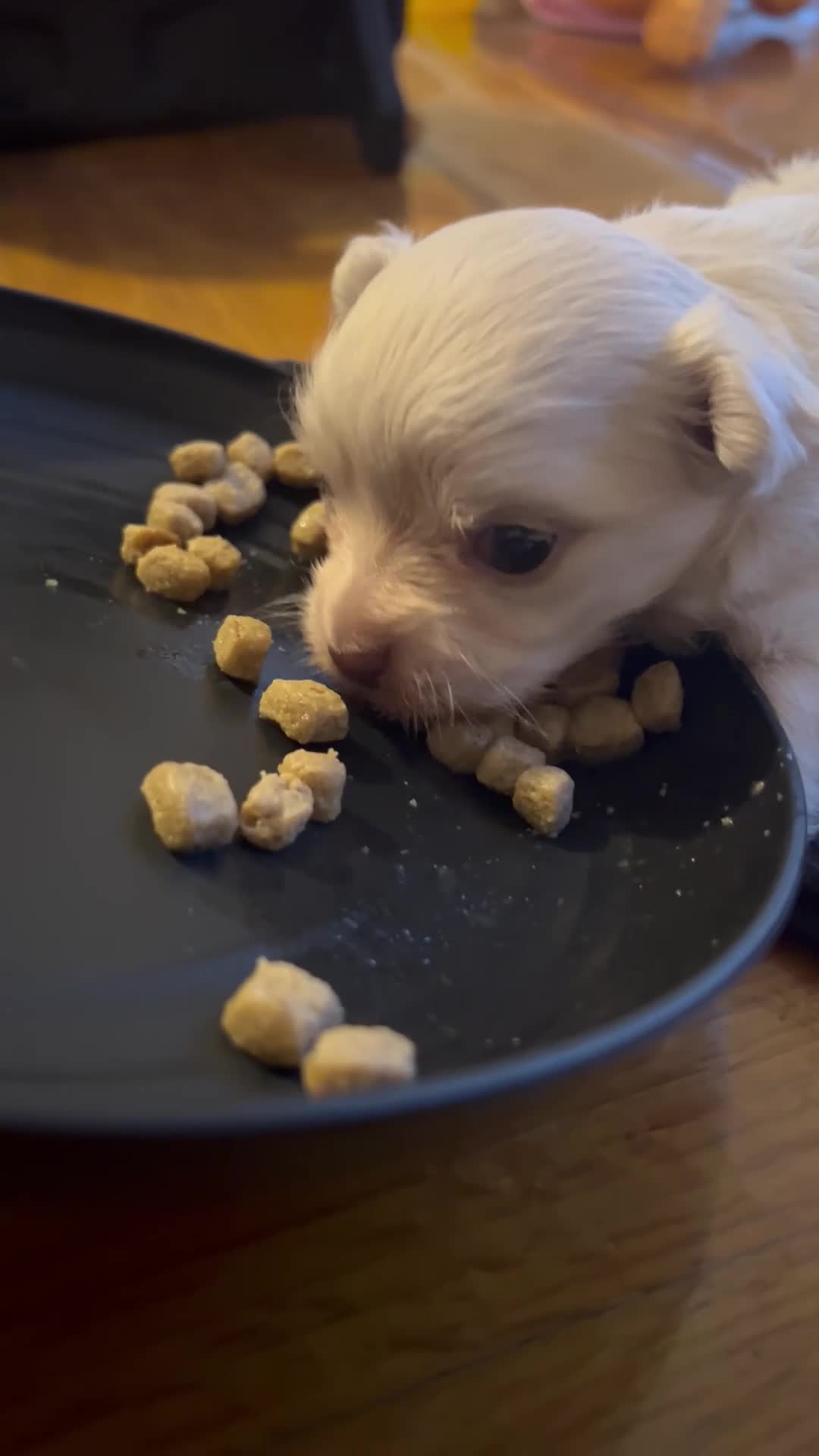 Chihuahua dogs for sale: Beautiful pure white long haired boy  - Video 1