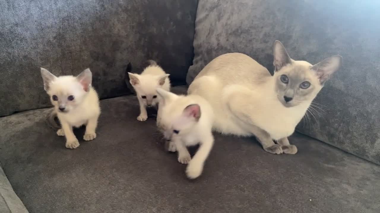 Siamese cats for sale: Siamese blue points  - Video 2