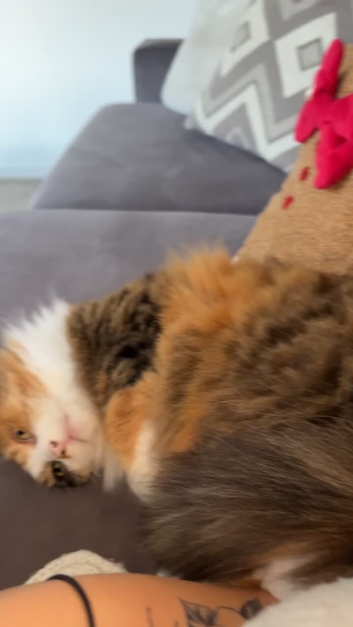 Mixed Breed cats for sale: Beautiful cat  - Video 1