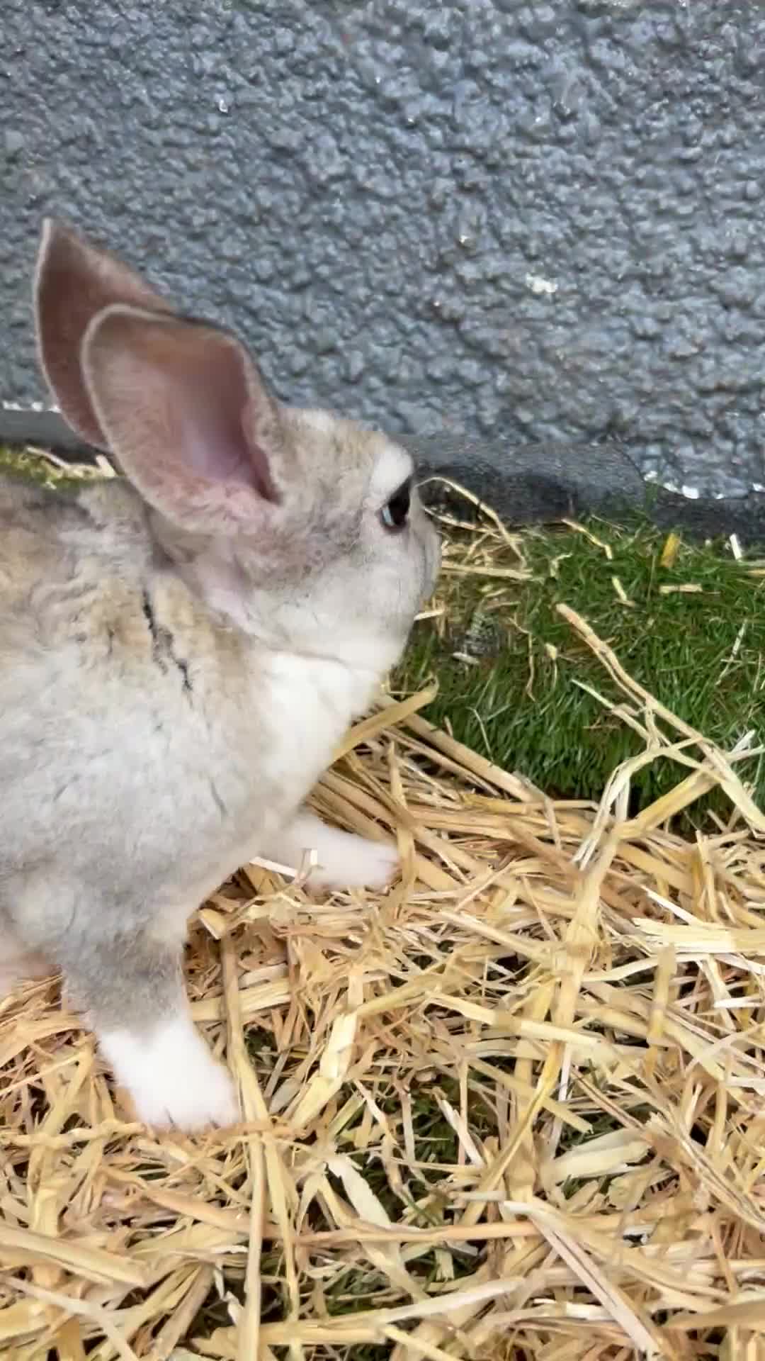 Mixed Breed rabbits for sale: Adorable baby rabbits for sale. Ready now - Video 4