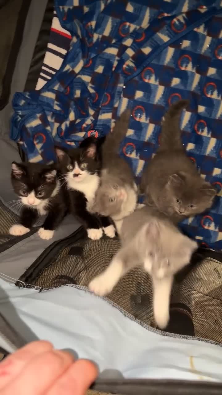 Mixed Breed cats for sale: Persian blue Russian & Tabby - Video 2