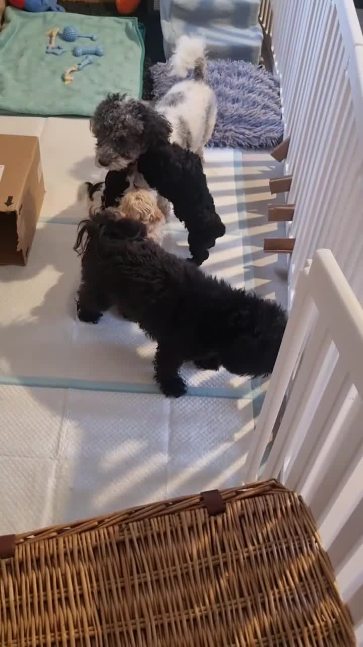 Maltipoo dogs for sale: Family-Raised F2 Toy Maltipoos✨DNA Clear✨Pedigree - Video 4