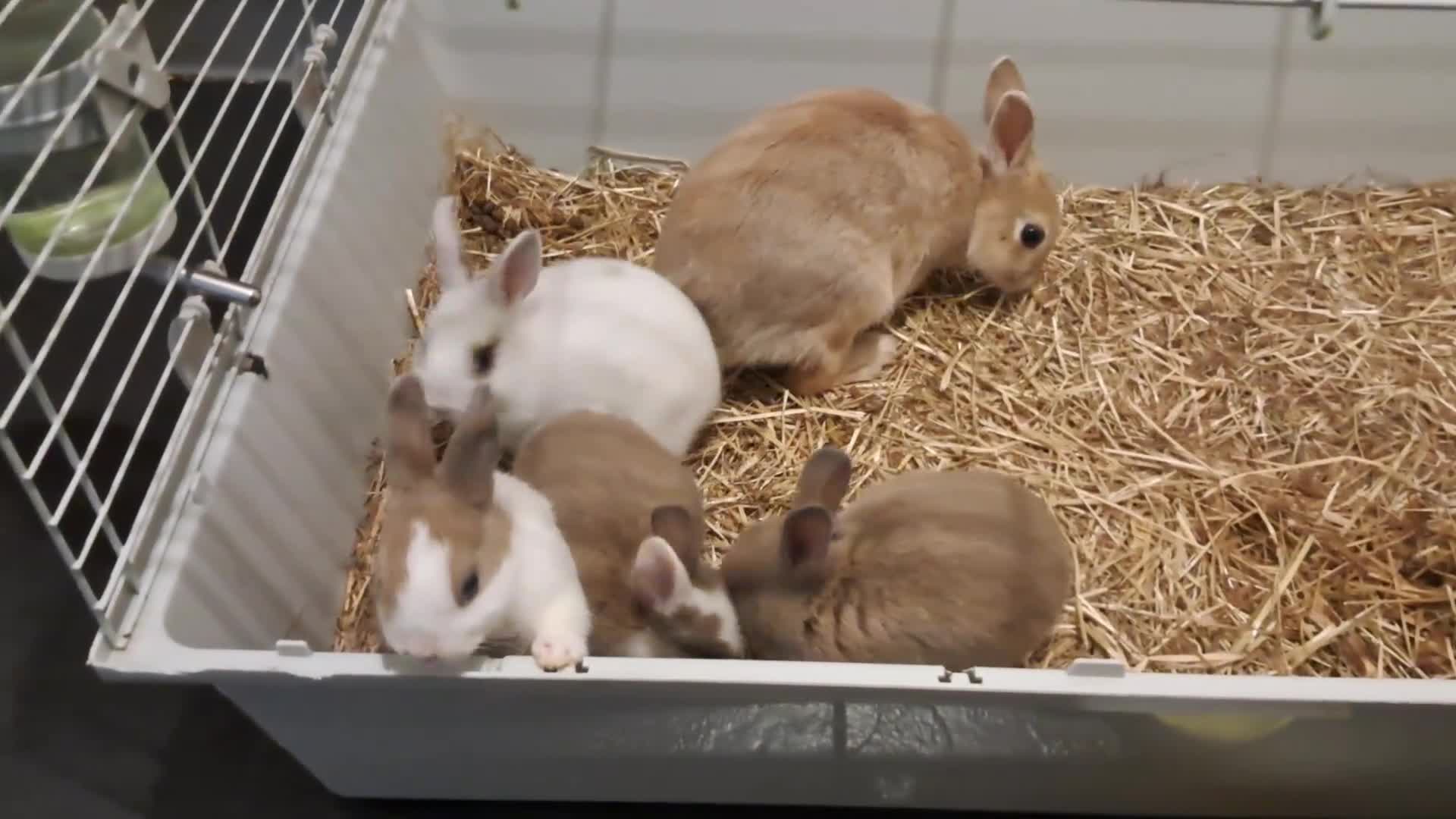 English rabbits for sale: Rabbits for sale - Video 1