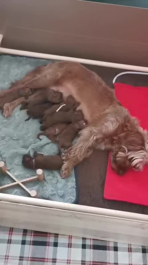 Cockapoo dogs for sale: 8 home raised red F1B cockapoos 3 girls/5 boys - Video 2