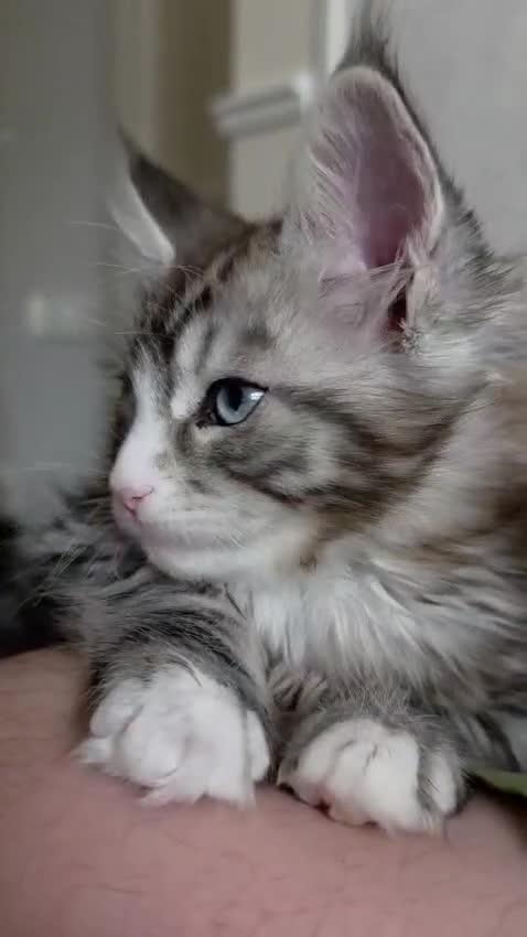 Maine Coon cats for sale: Maine coon Blue eyes + Long Hair in Burnley - Video 1