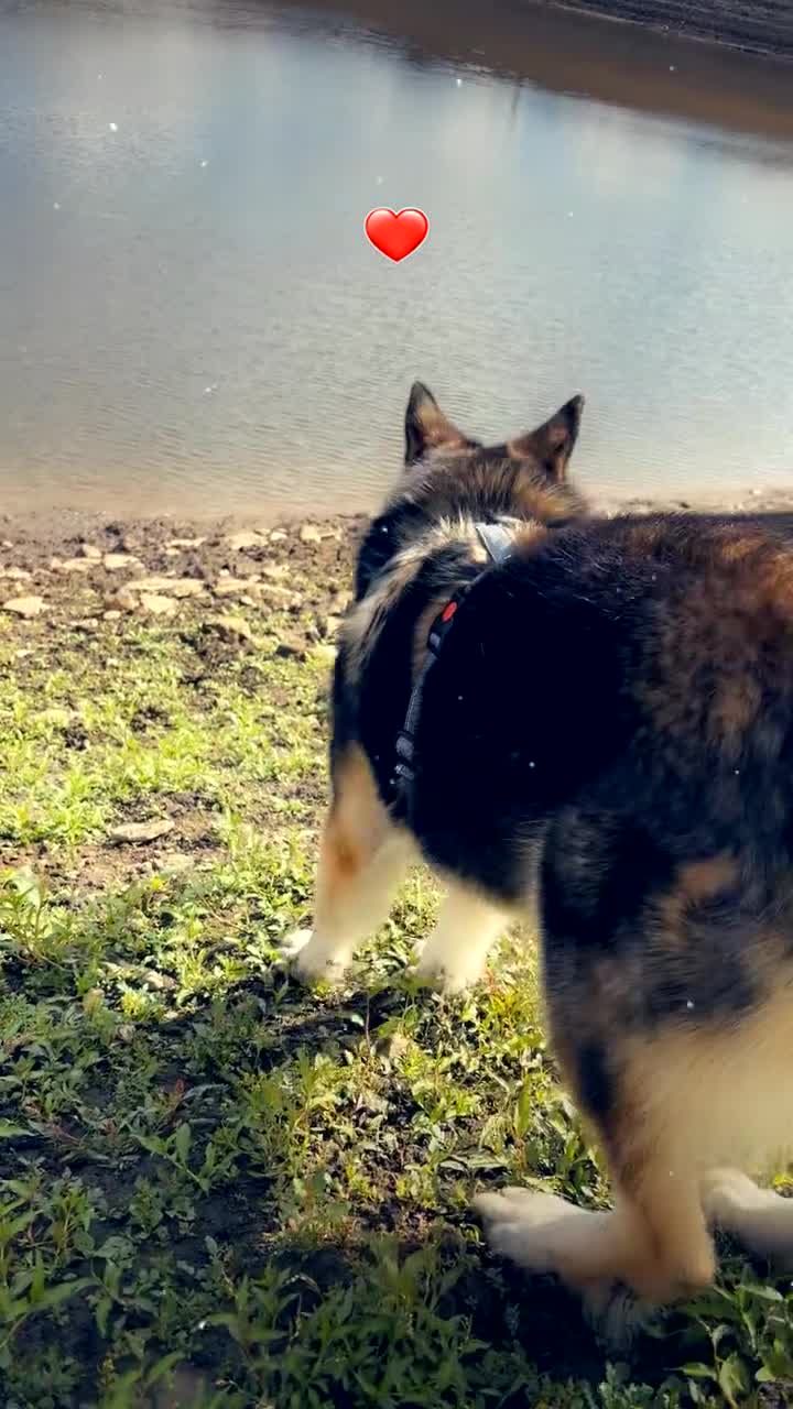 Mixed Breed dogs for sale: Odessa  - Video 1