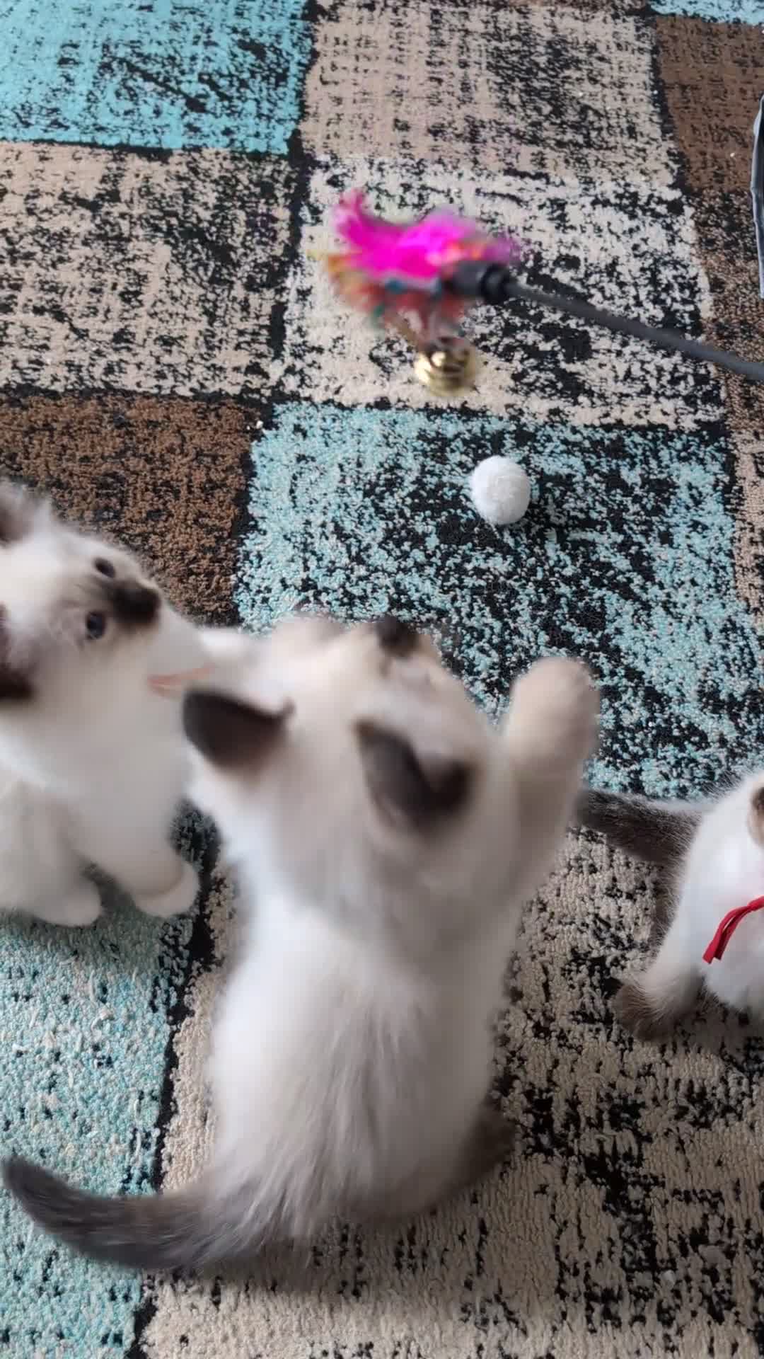 Ragdoll cats for sale: Beautiful Ragdoll Kittens  - Video 1