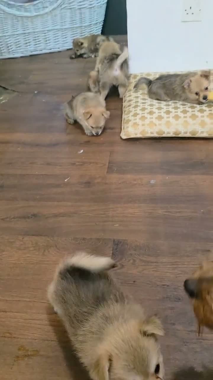 Mixed Breed dogs for sale: Last girl left  she is the funniest one  - Video 1
