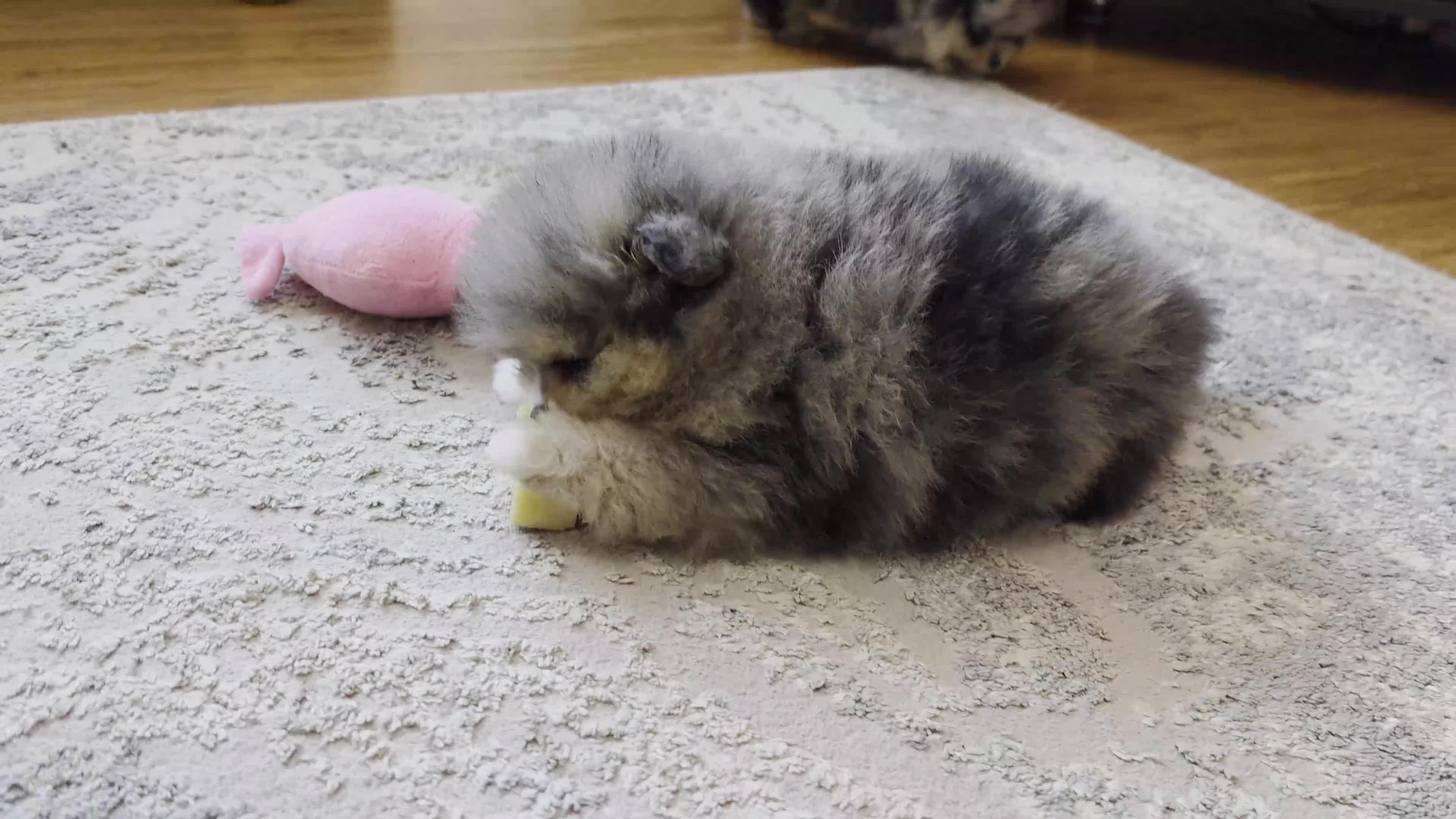 Pomeranian dogs for sale: Stunning Rare Merle Pomeranian - Video 3