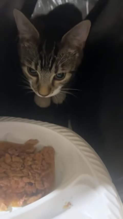 Mixed Breed cats for sale: 2 Male Cats Needing LovingHomes 7MonthsOld £70Each - Video 1