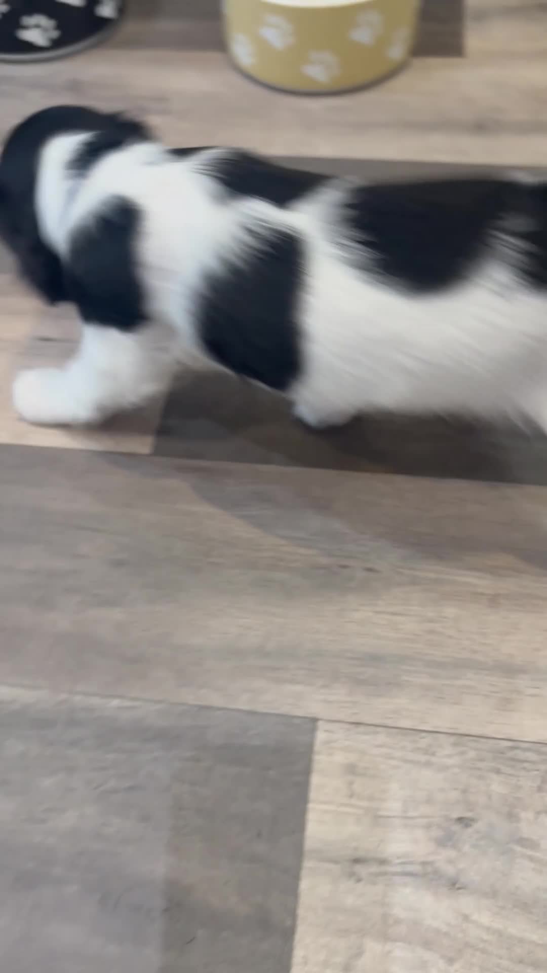 Cavapoo dogs for sale: X2 Beautiful Cavapoo puppies ready to leave   - Video 4