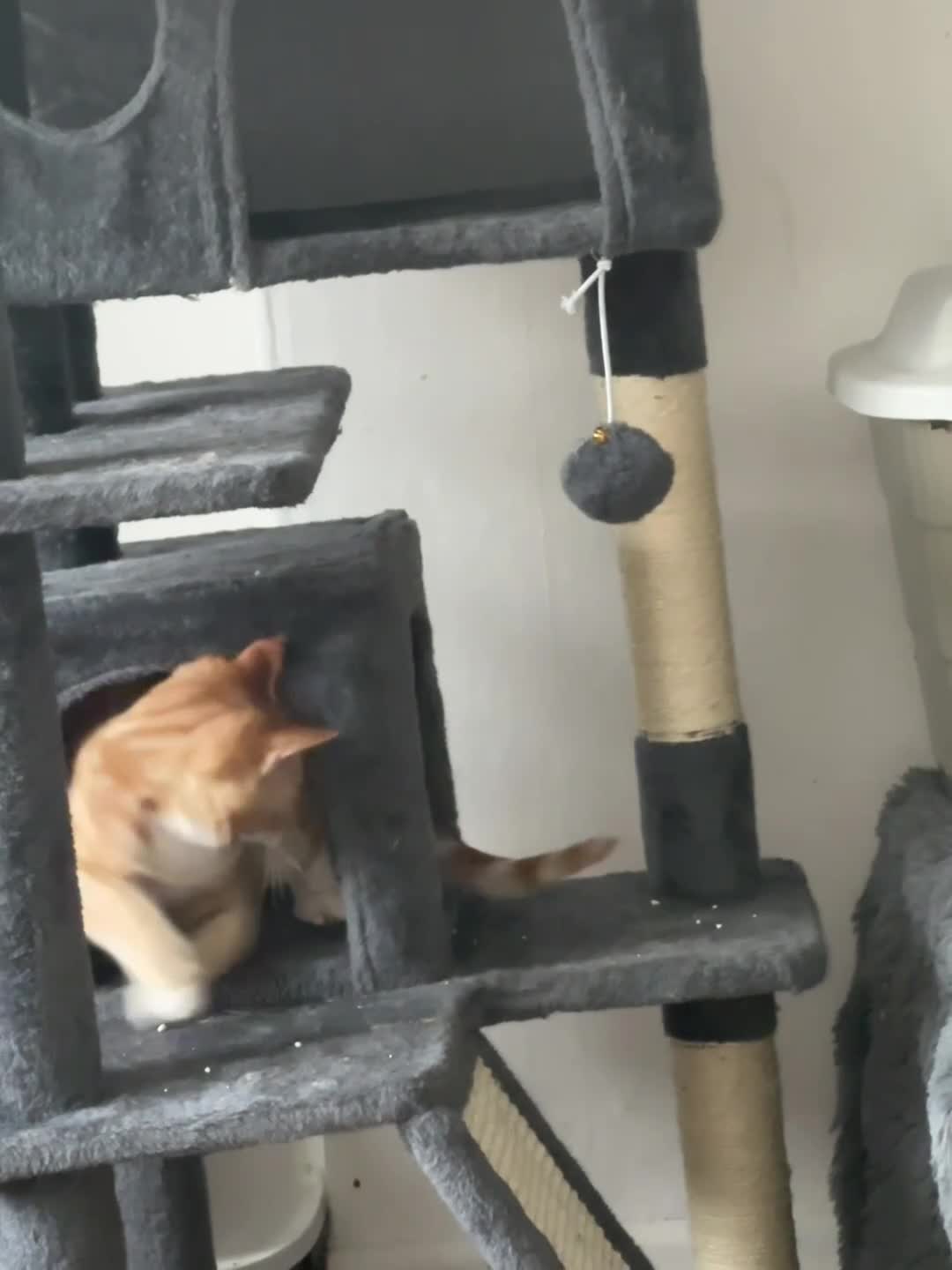 Ragdoll cats for sale: male kitten ragdoll cross bengal x  - Video 4