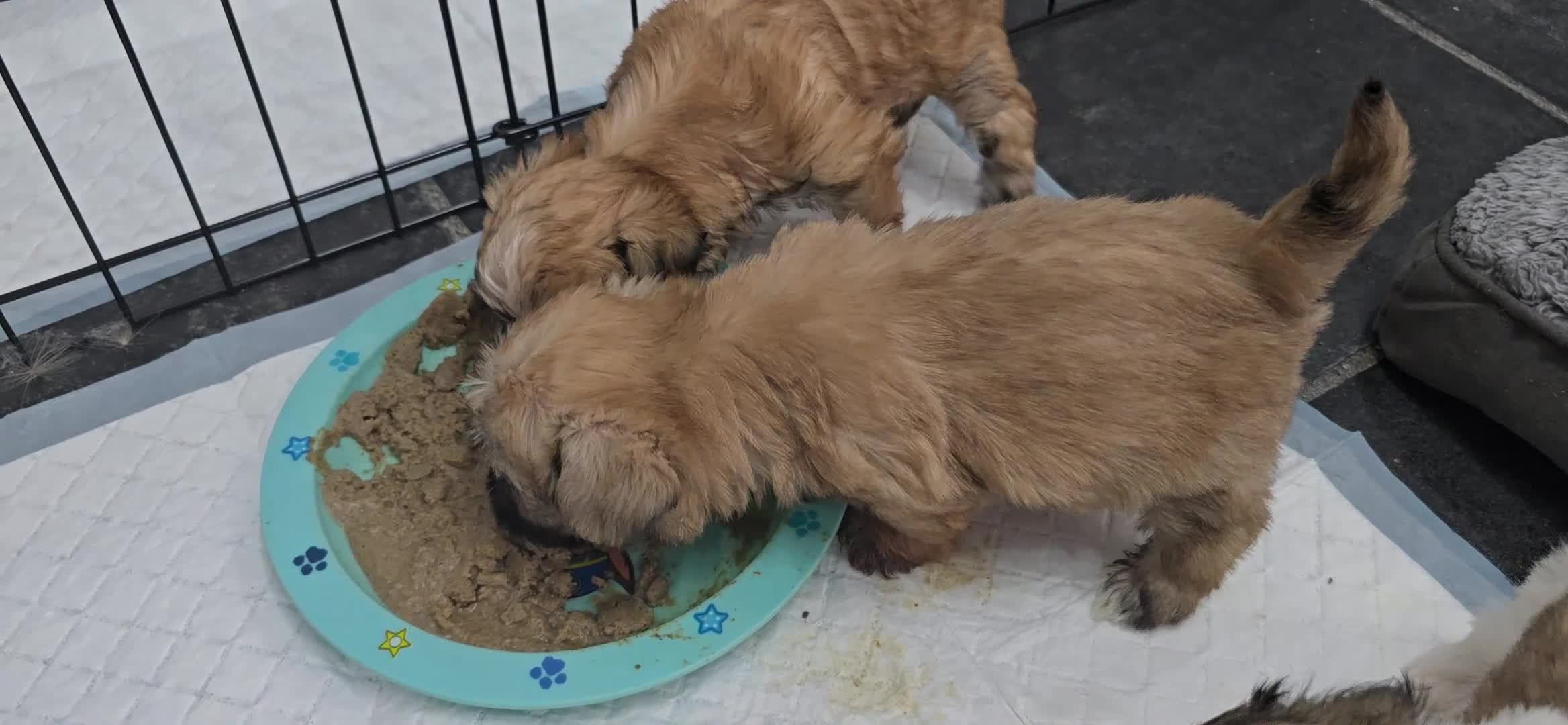 Malshi dogs for sale: Shih Tzu x Malshi Pups - Video 1