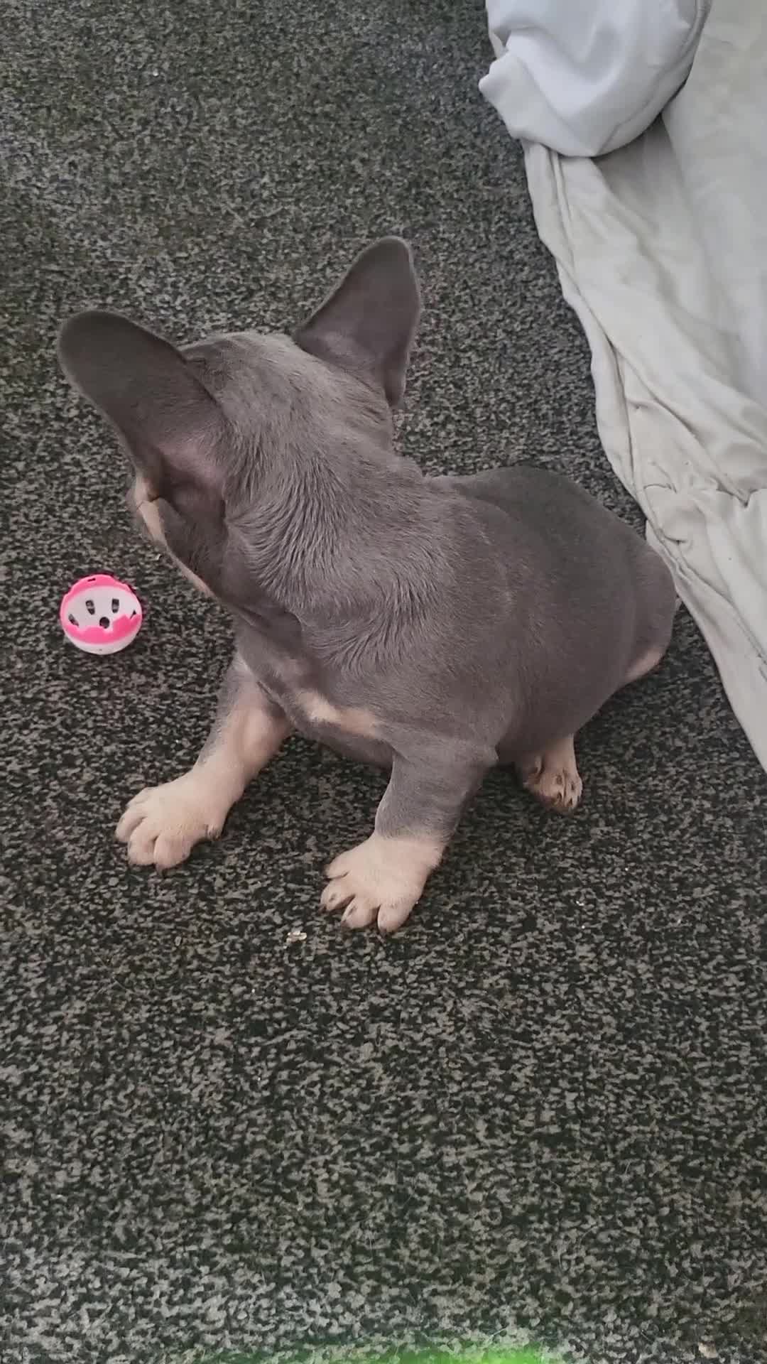 French Bulldog dogs for sale: French bulldogs  - Video 1