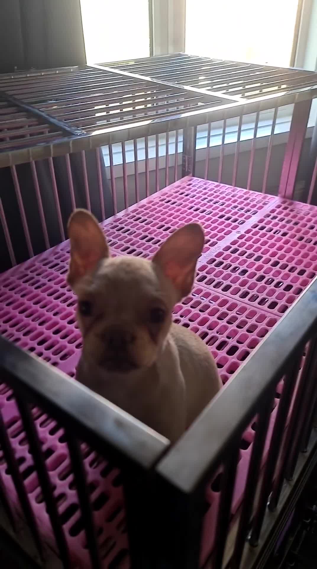 French Bulldog dogs for sale: ✨ Enchanted Frenchie Puppies Ready Now! ✨ - Video 2
