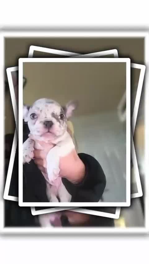 French Bulldog dogs for sale: Adorable French Bulldogs - Video 1