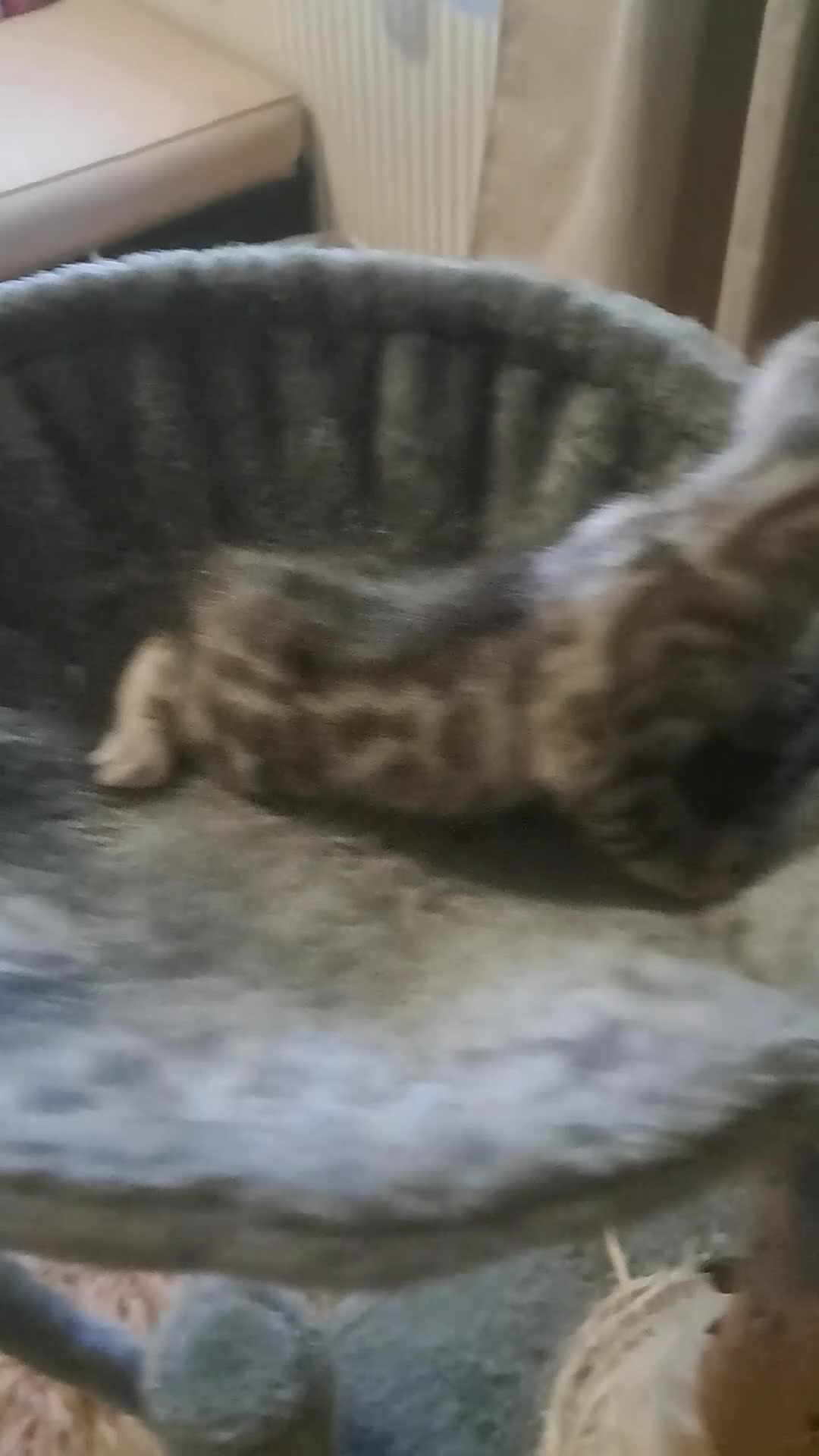 Bengal cats for sale: Beautiful Silver Bengal Kitten for Sale  in Pontypridd - Video 1