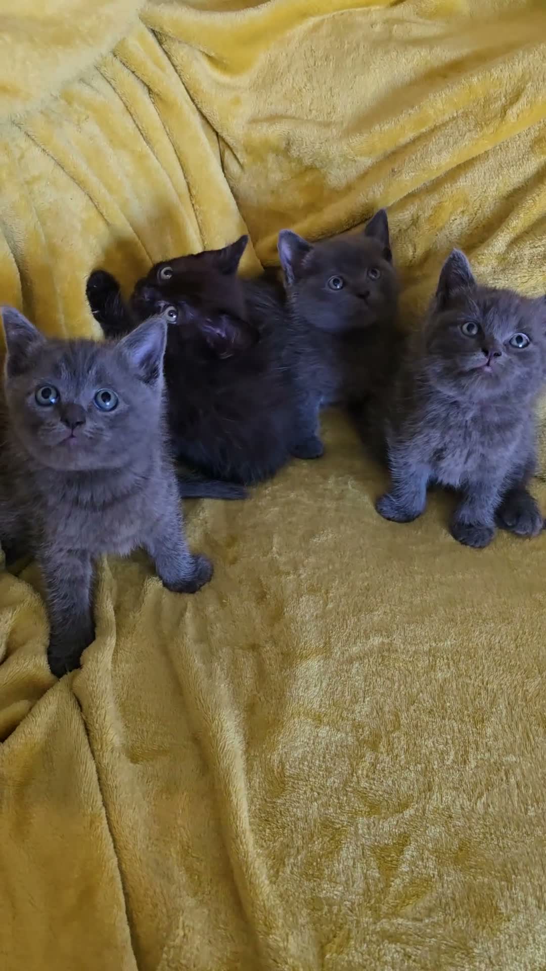 British Shorthair cats for sale: Gorgeous half British shorthair kittens  - Video 1