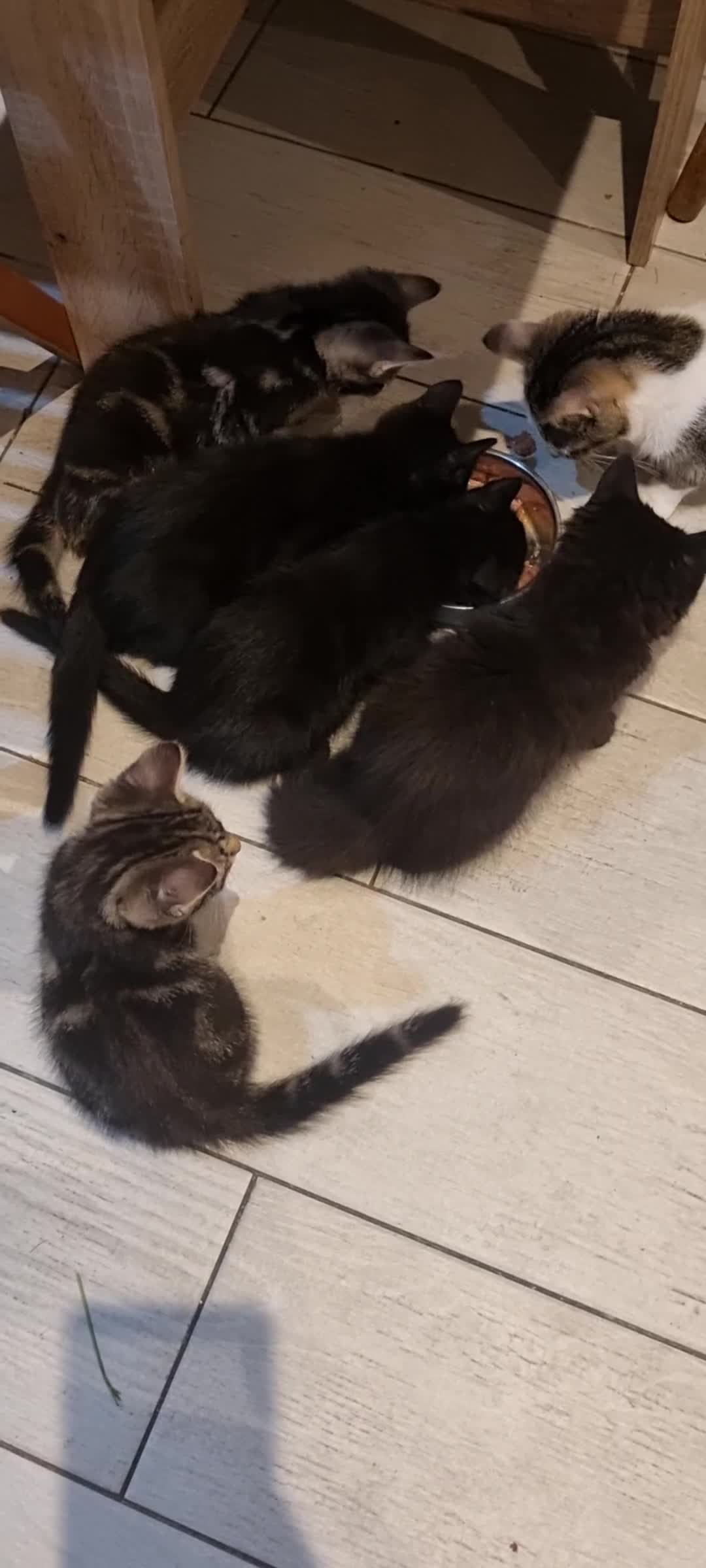 Mixed Breed cats for sale: 5 beautiful kittens - Video 1