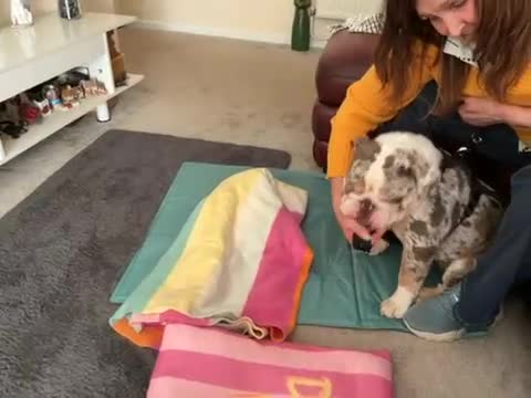 English Bulldog dogs for sale: Rare small lilac mearl British bulldog pup - Video 1