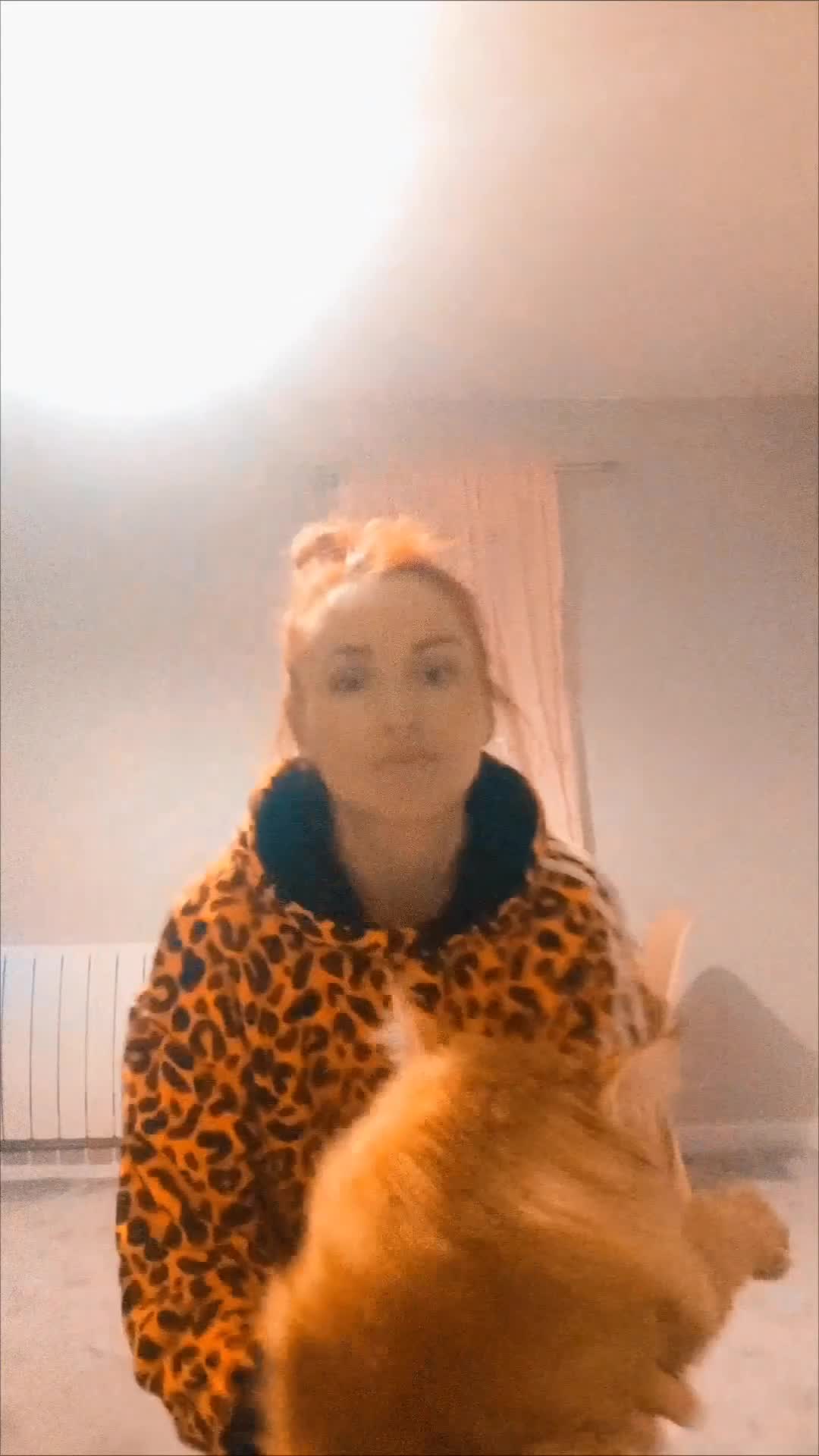 Maine Coon cats for stud: 🐾👑 XXL Vito — 12kg of Maine Coon Majesty 👑🐾 - Video 2