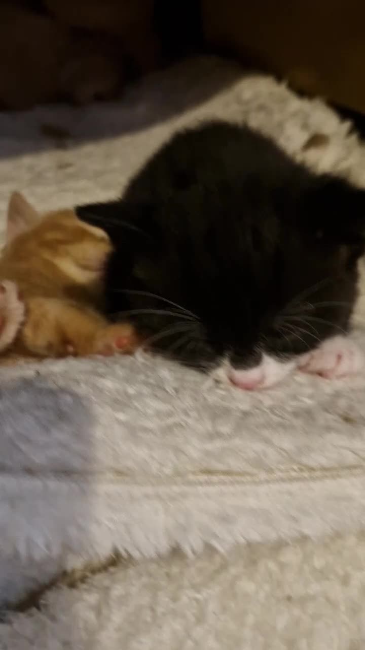 Mixed Breed cats for sale: Cute ginger kittens 1 short haired 2 fluffy  in Liverpool - Video 2