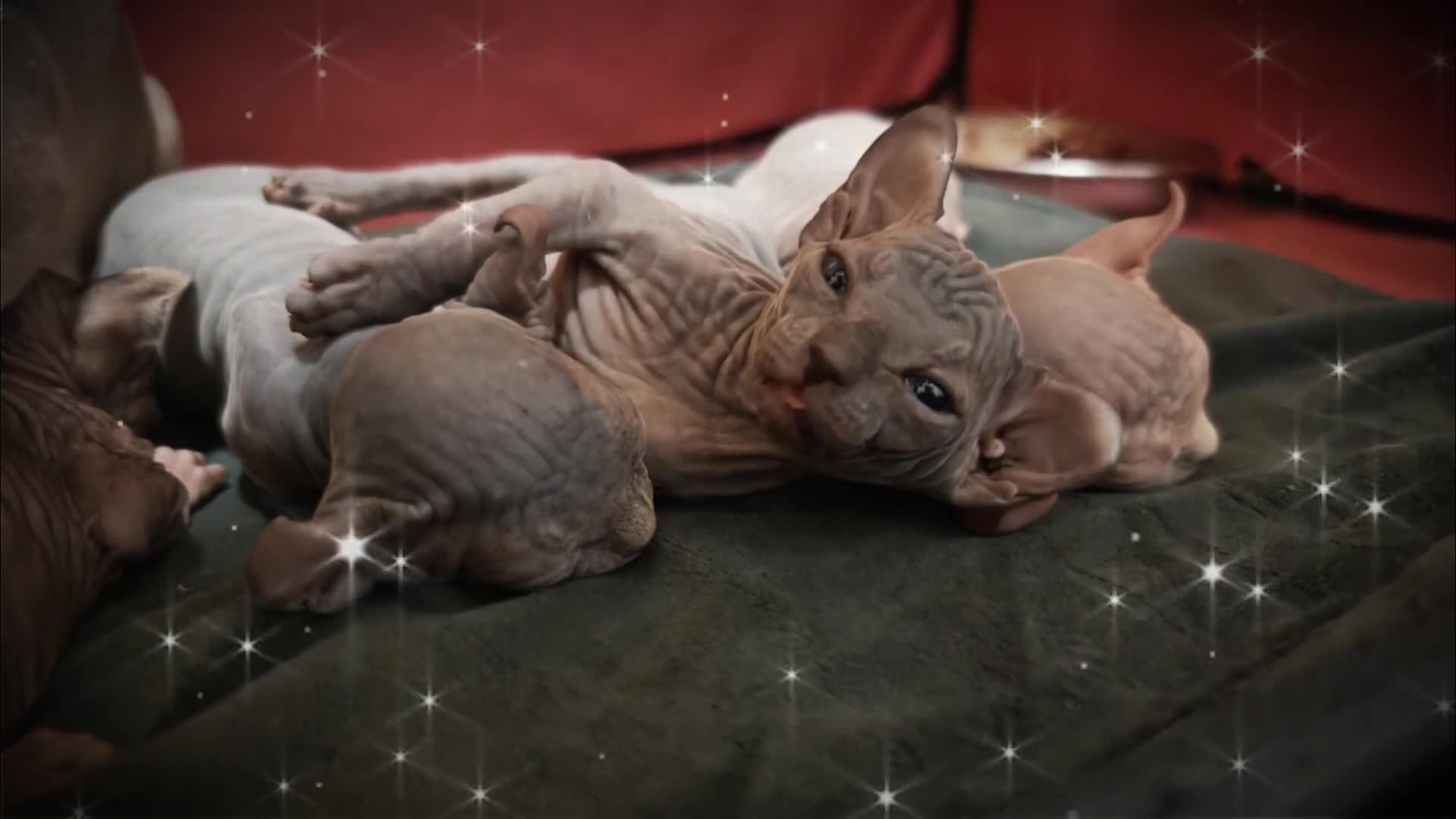 Sphynx cats for sale: Unique Elf, Sphynx & Dwelf Babies - Video 2