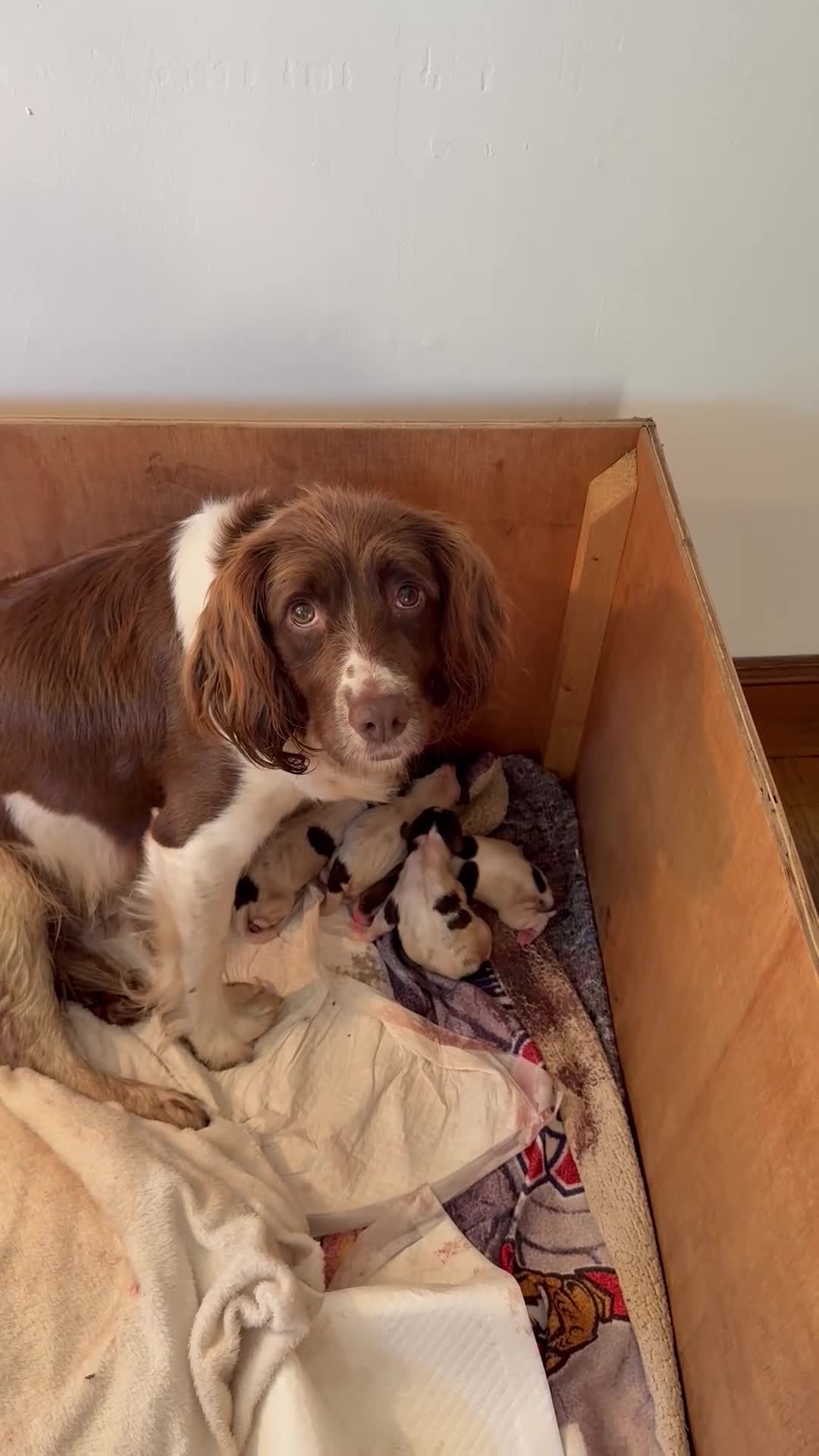 English Springer Spaniel dogs for sale: Pedigree springer spaniel Puppies in Stirling - Video 1