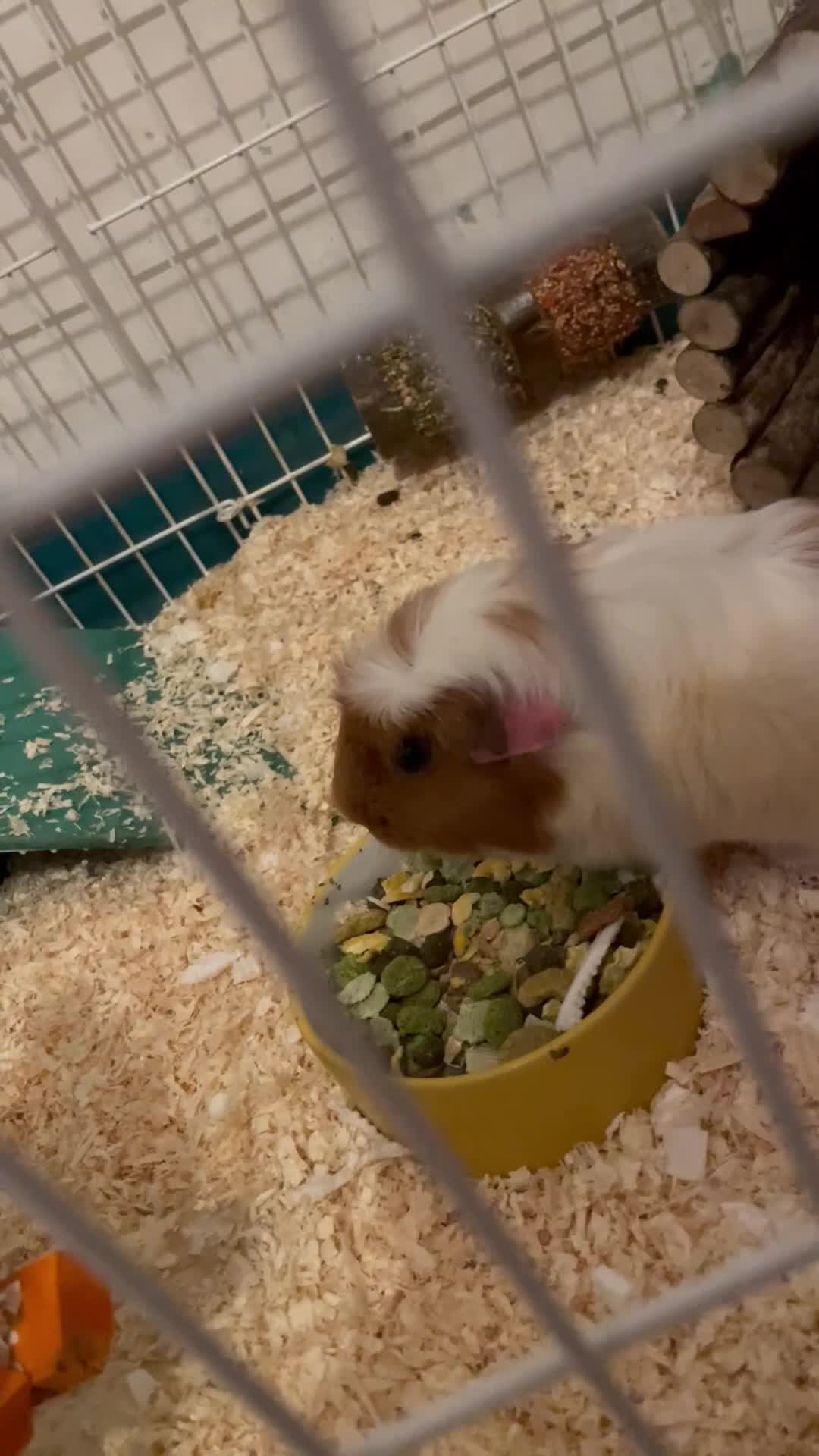 Guinea Pig rodents for sale: Two Female Guinea Pigs For Sale - Video 1