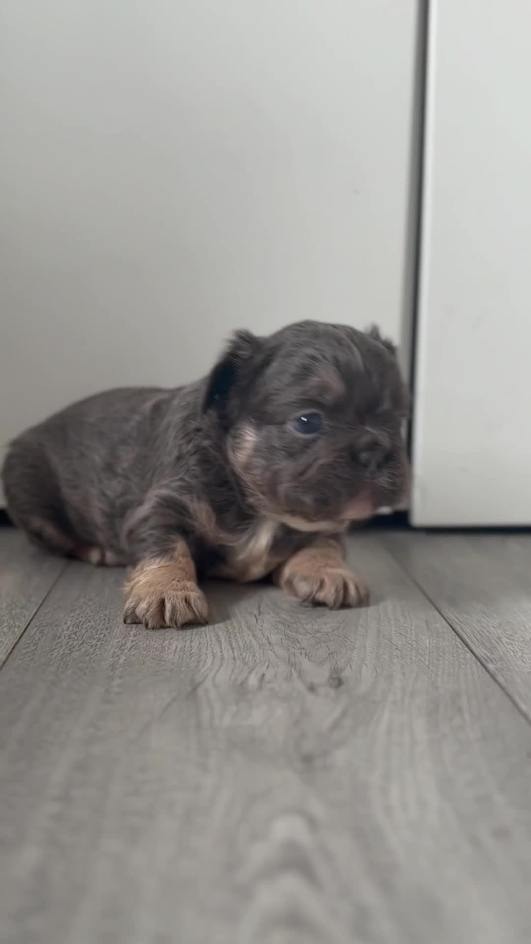 French Bulldog dogs for sale: Stunning French bulldog puppies  - Video 1